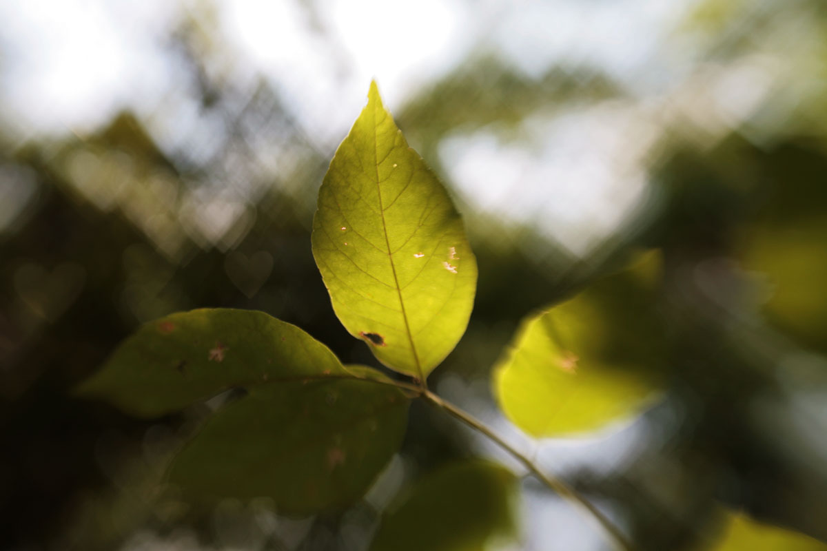 031 - LensBaby Hearts