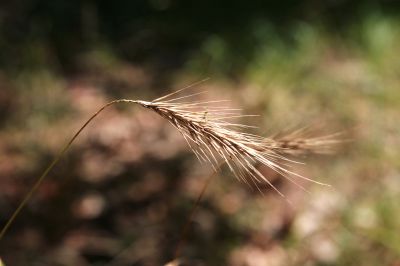 033 - Grass