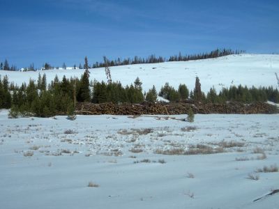 234 - Beetle Casualties