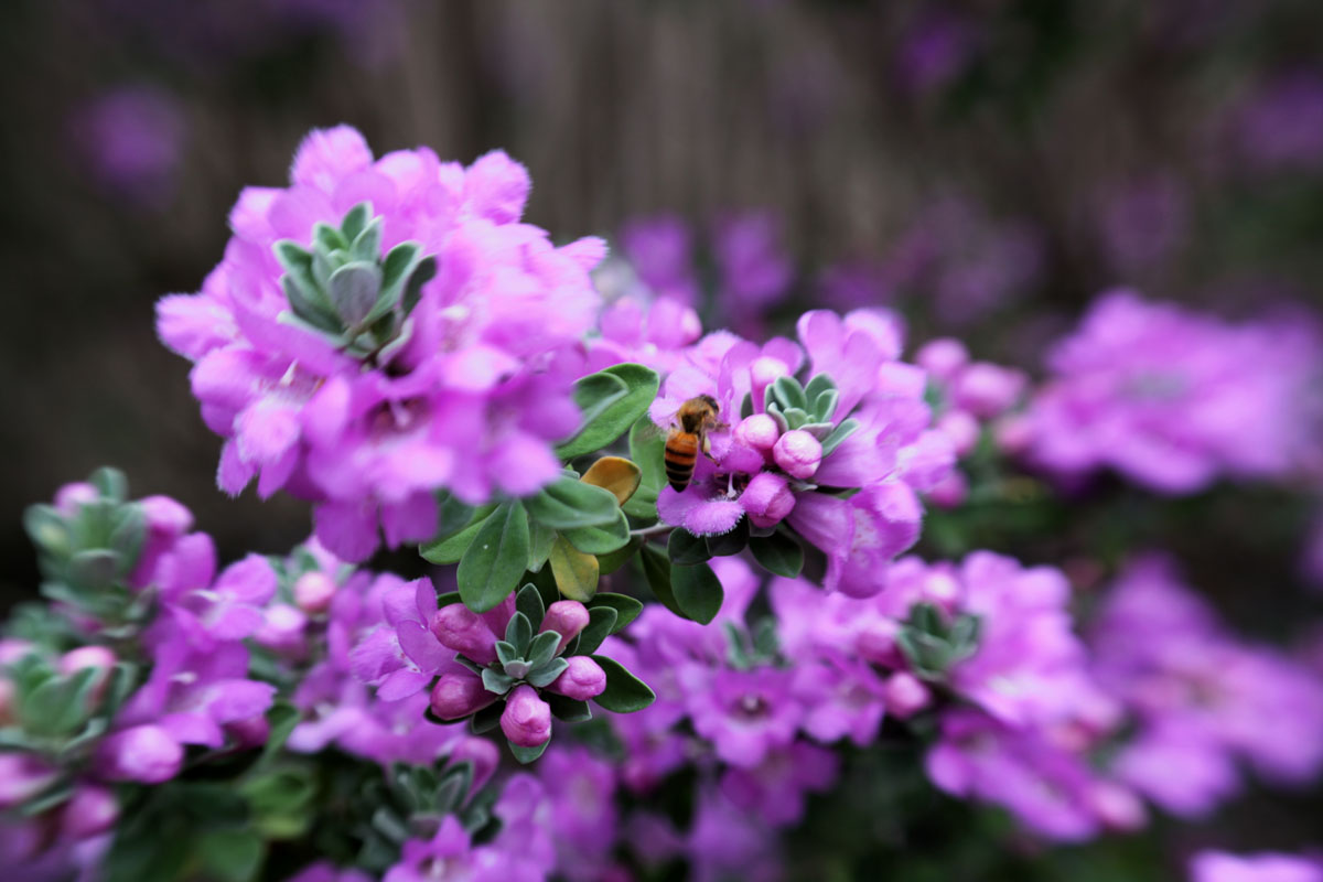 038 - Bee