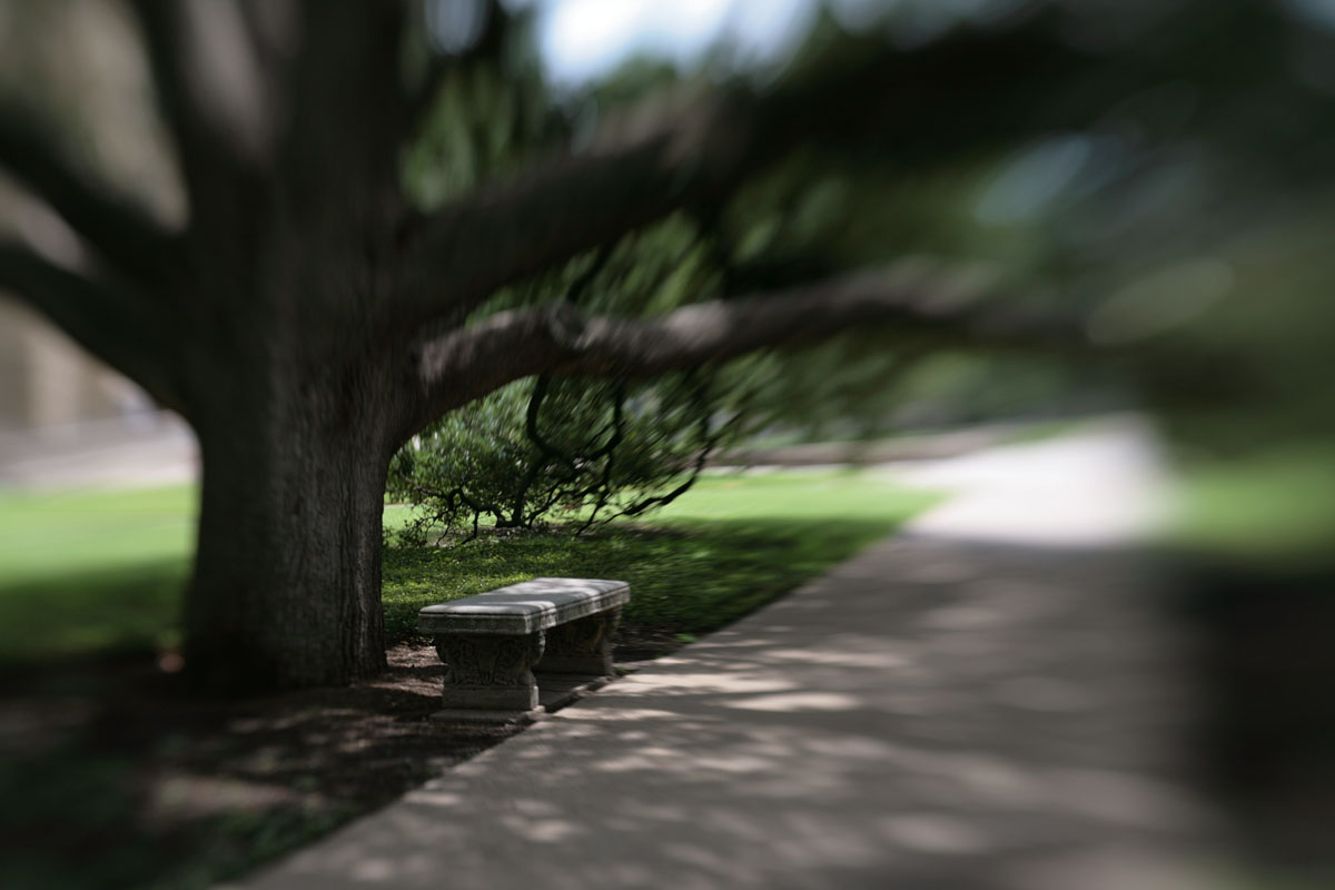 046 - Century Oak