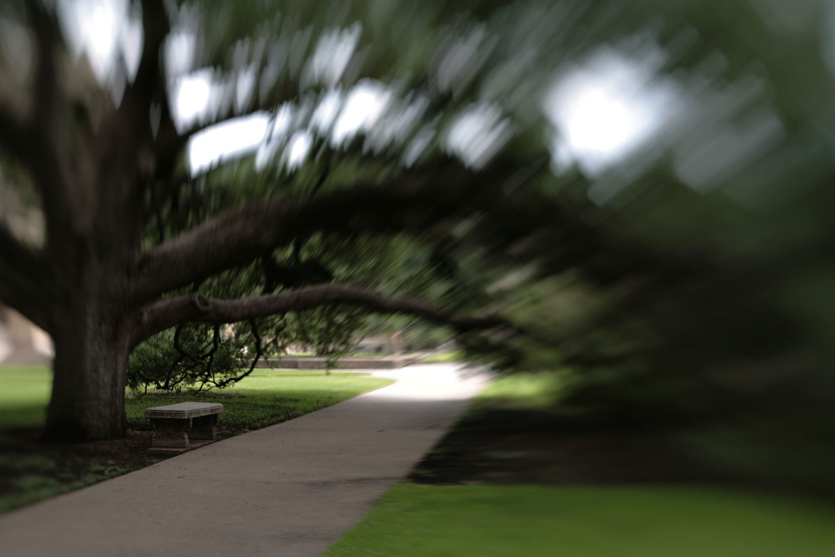 048 - Century Oak