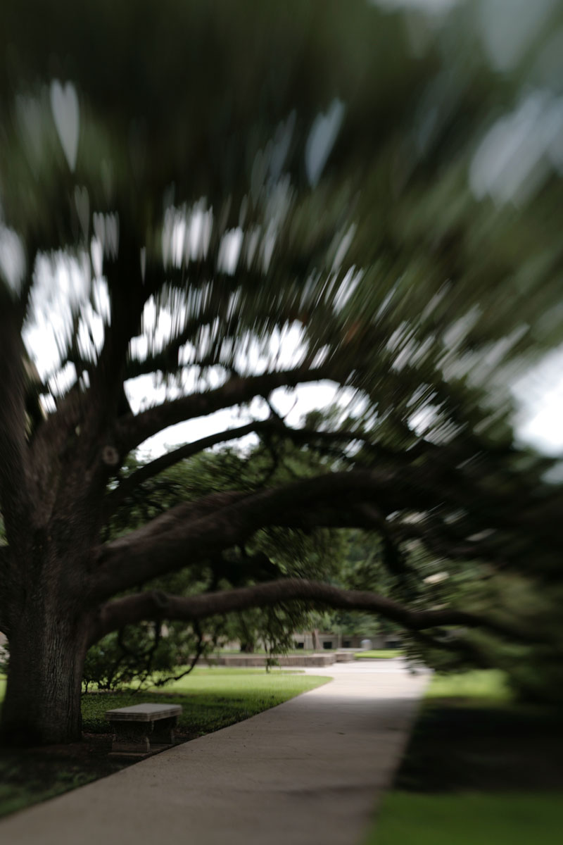 049 - Century Oak