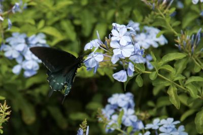 064 - Butterfly