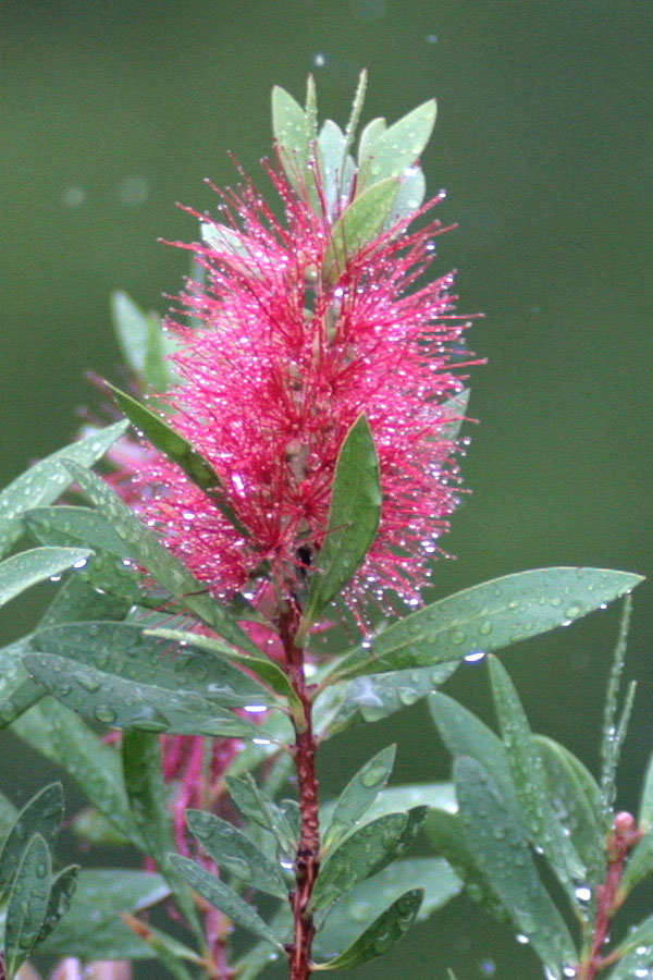 069 - Tamron Flower Detail