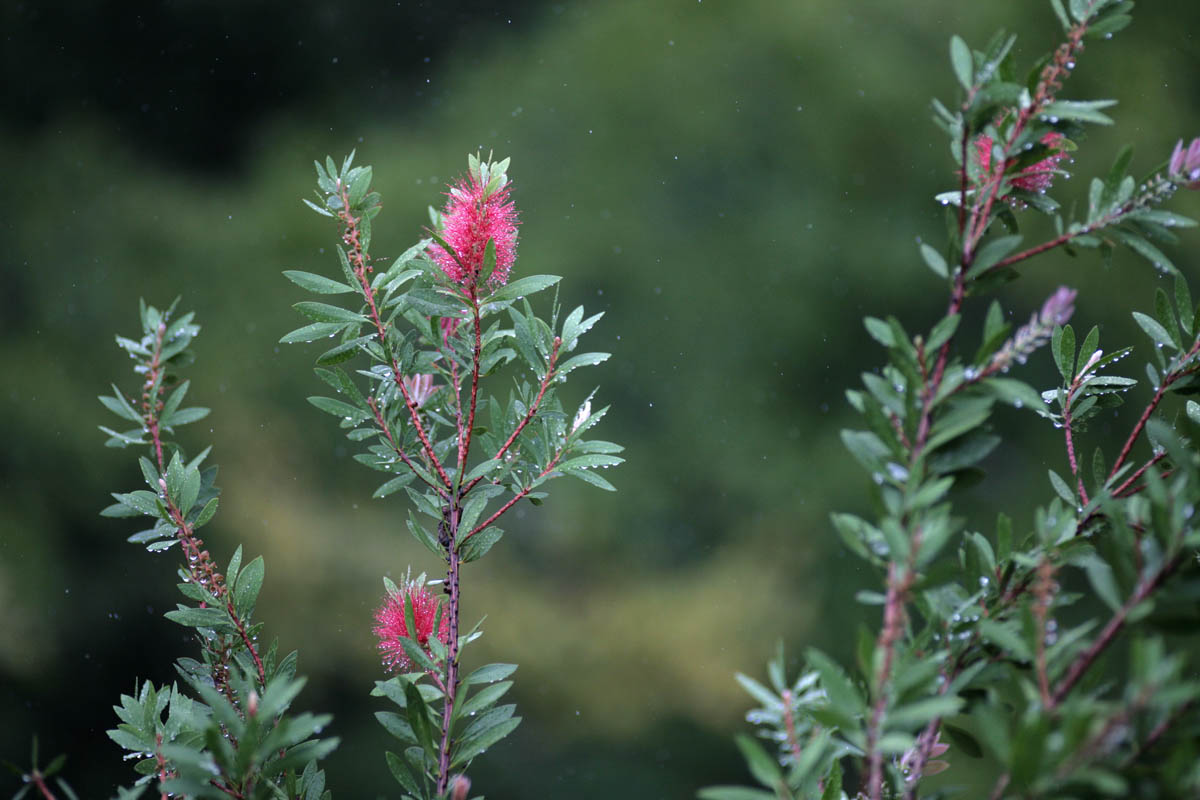068 - Tamron Flower Test