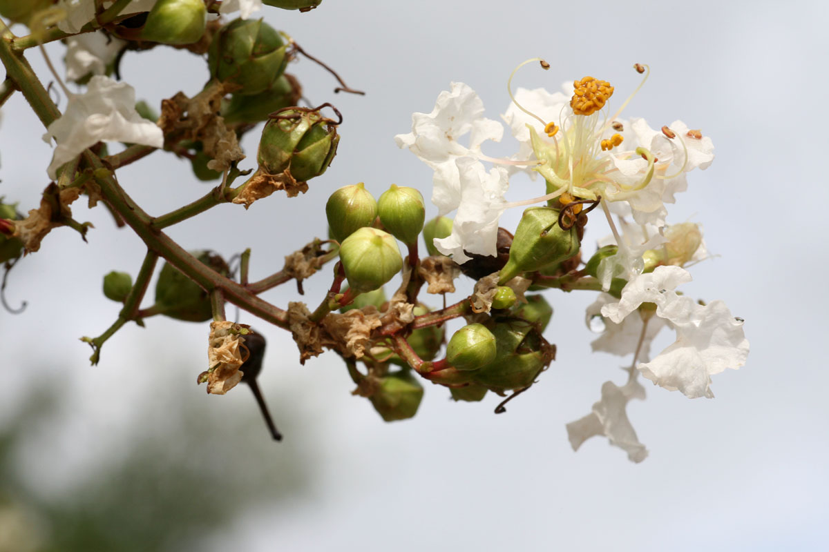 071 - Old Macro Test