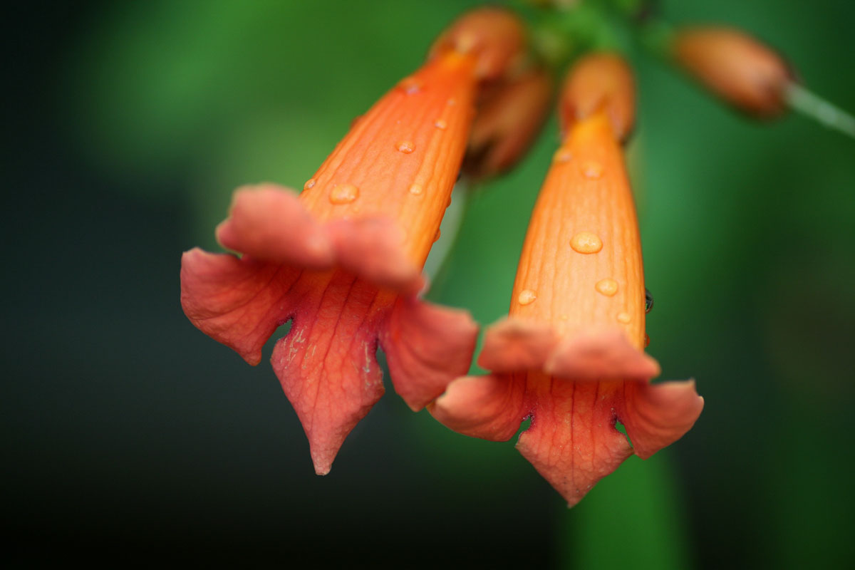 073 - Old Macro Test