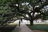 10 - Century Oak by Alan Bryant