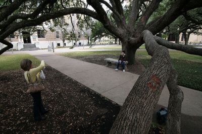 11 - Century Oak