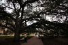 13 - Century Oak by Alan Bryant
