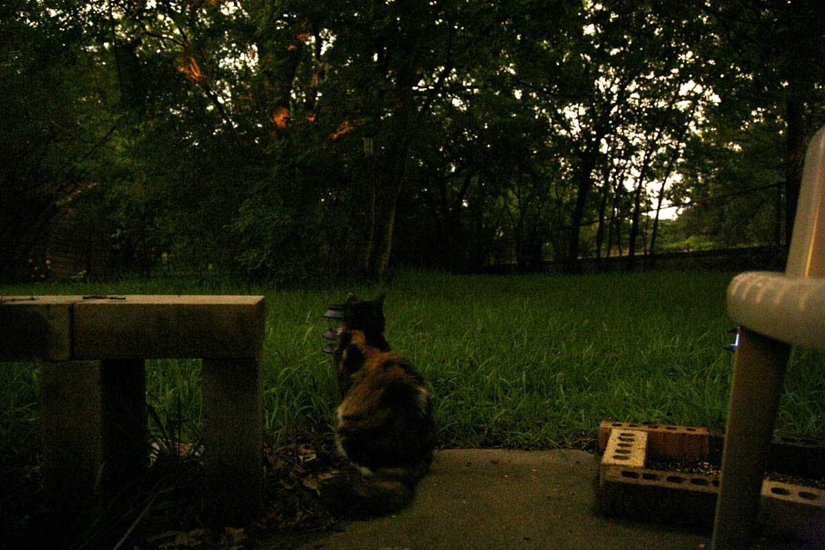 075 - Low Light Test