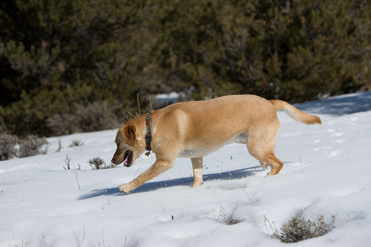 129 - Cheyenne Found Snow
