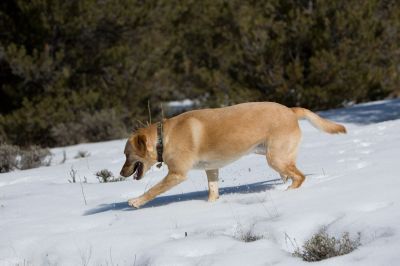 129 - Cheyenne Found Snow