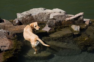 183 - Cheyenne in Hot Spring