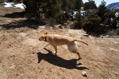 189 - Cheyenne Running