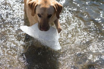 205 - Cheyenne Fetch