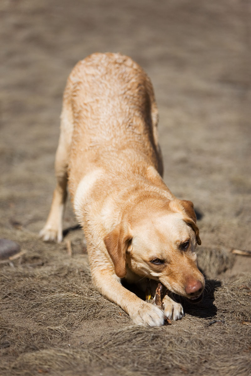 208 - Cheyenne with Stick