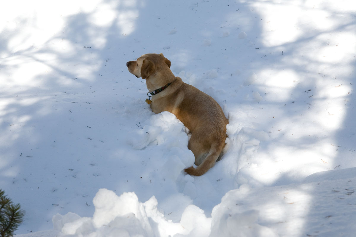 244 - Cheyenne in Snow