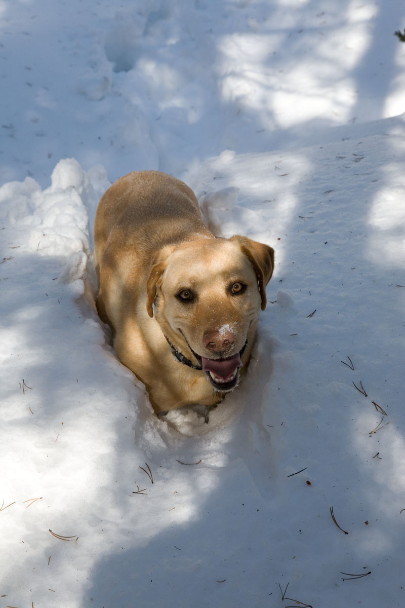 245 - Cheyenne in Snow