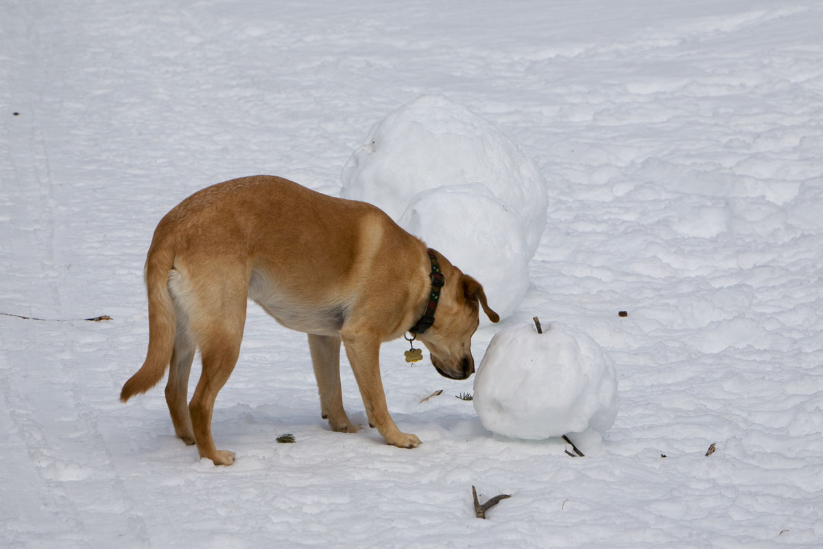 254 - Cheyenne Inspecting a Fallen Snowman