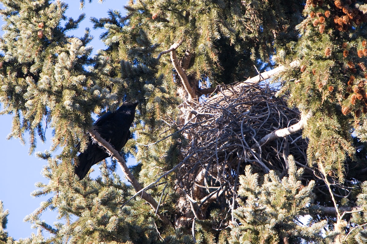 273 - Raven Nest