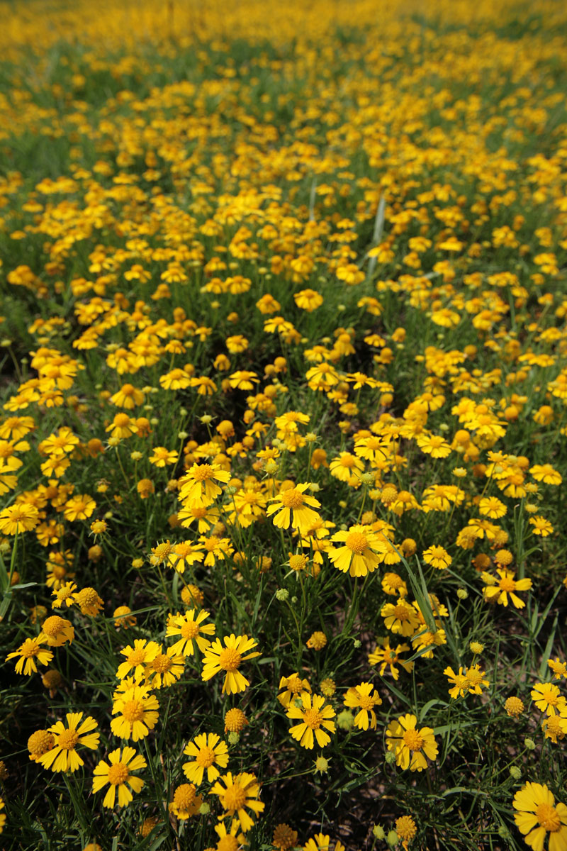 083 - Flowers