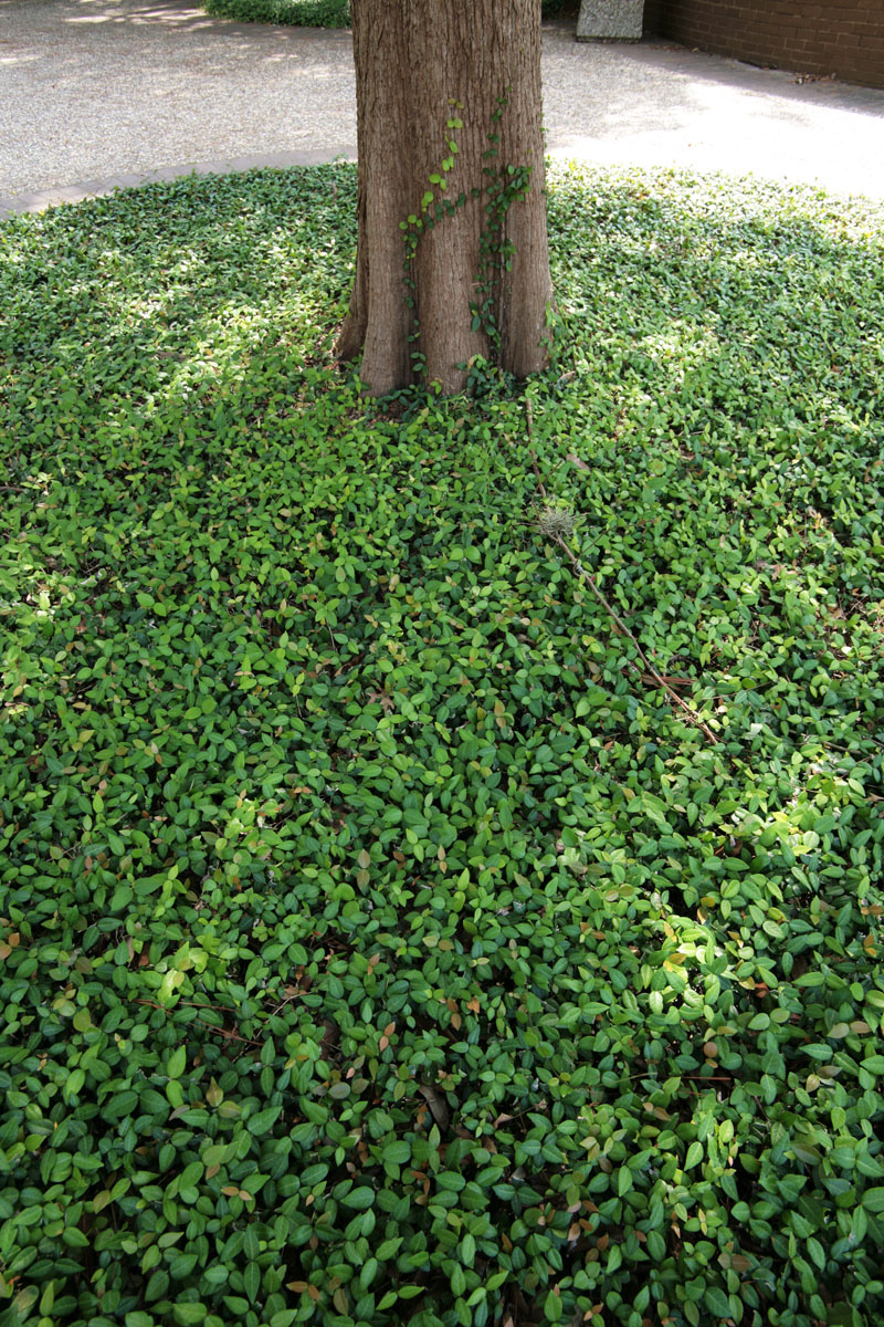 105 - Vines and Trunk