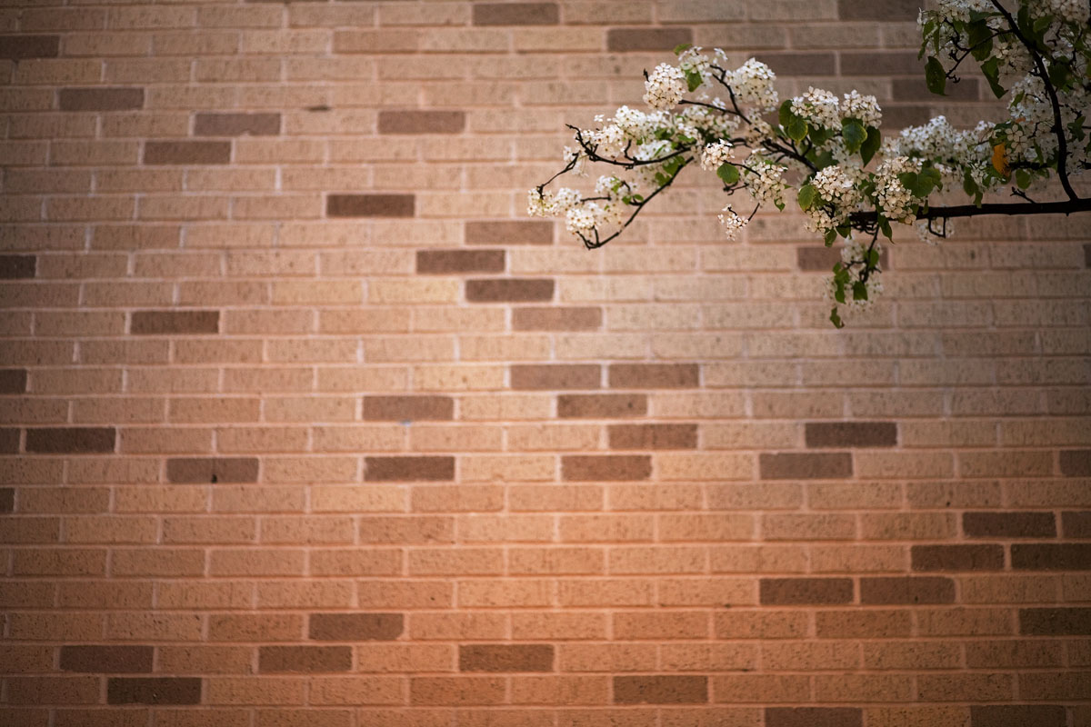 05 - Flowers and Wall