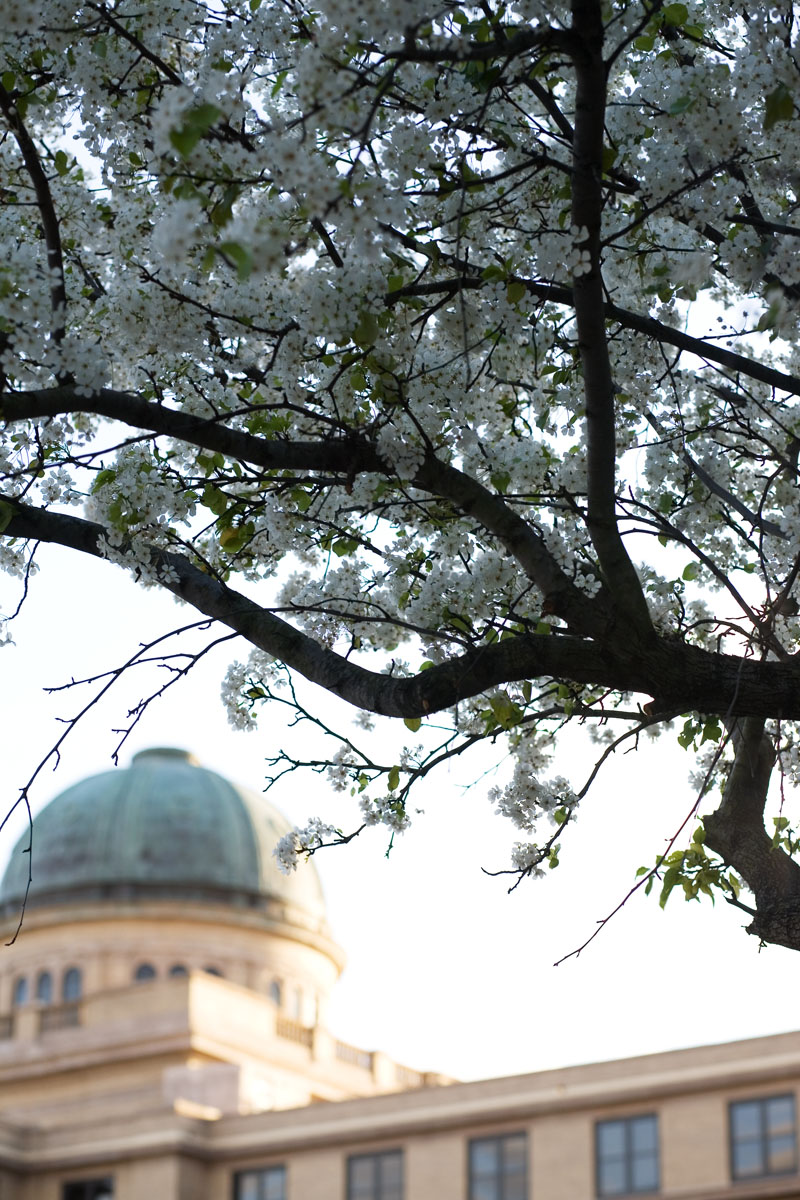 06 - Flowers and Dome