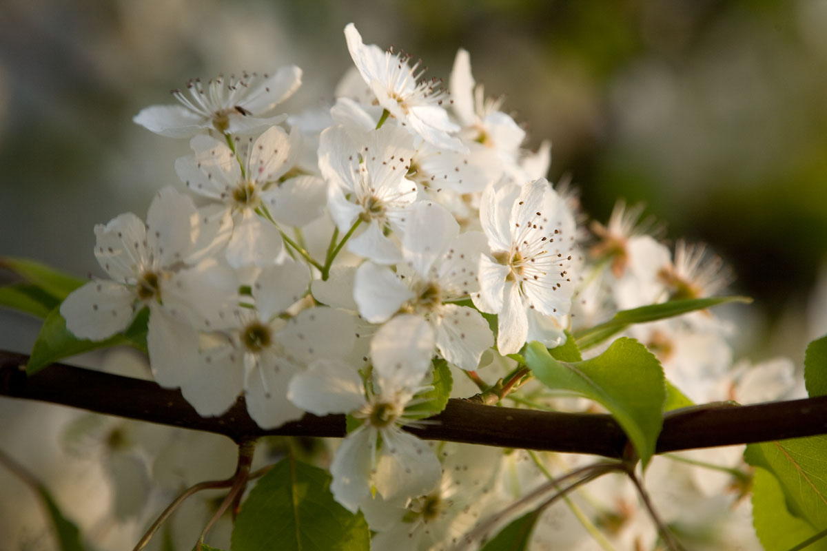 13 - There Really Aren't Many Synonyms For Flower