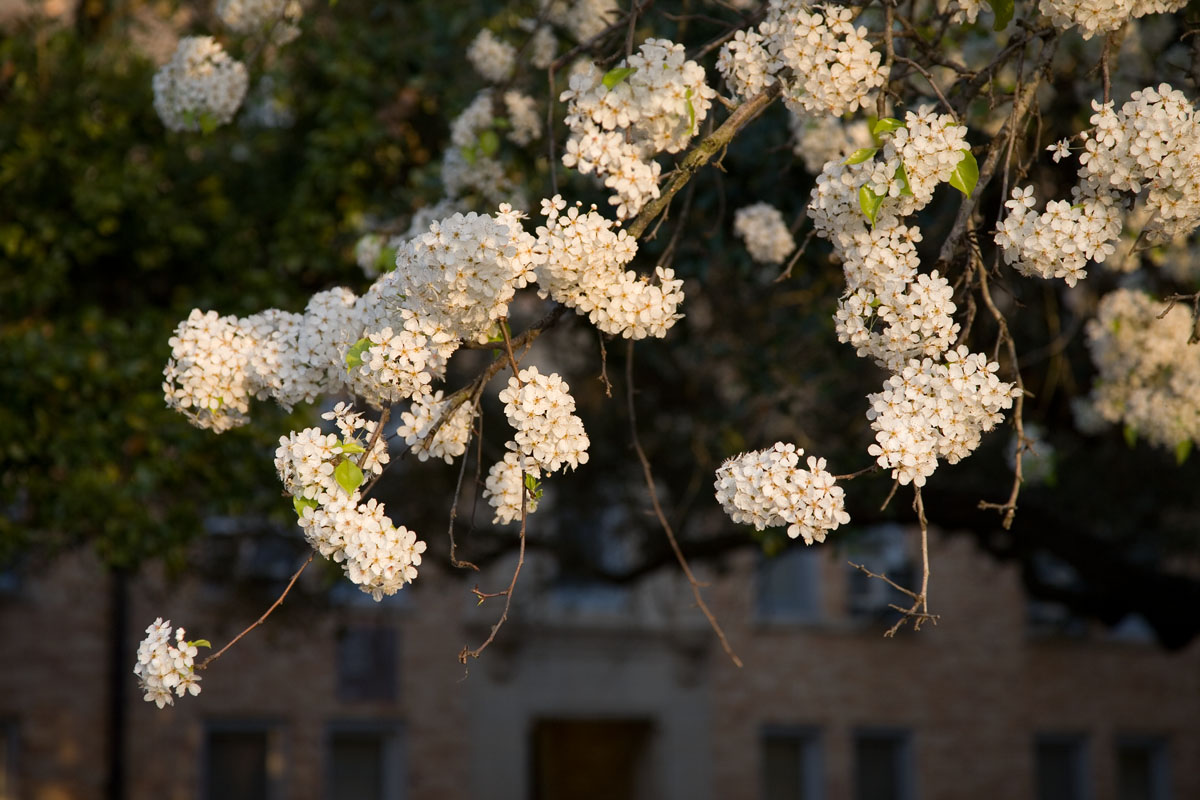 20 - Flowers and Branches