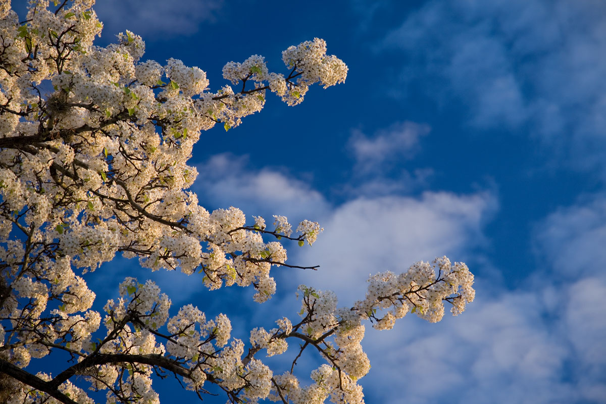 22 - Polarized Flowers