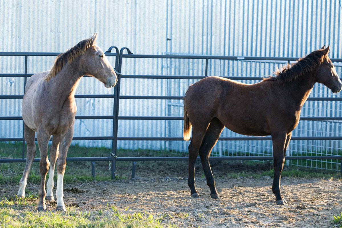 076 - Weanlings
