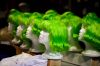 021 - Oompa Loompa Wigs by Alan Bryant