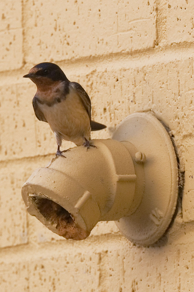 114 - Bird at Theater