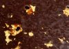 29 - Gold Leaf Crop by Alan Bryant