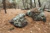 18 - Lichen by Alan Bryant
