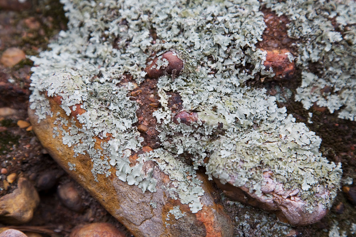 08 - Lichen
