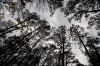 17 - Trees by Alan Bryant