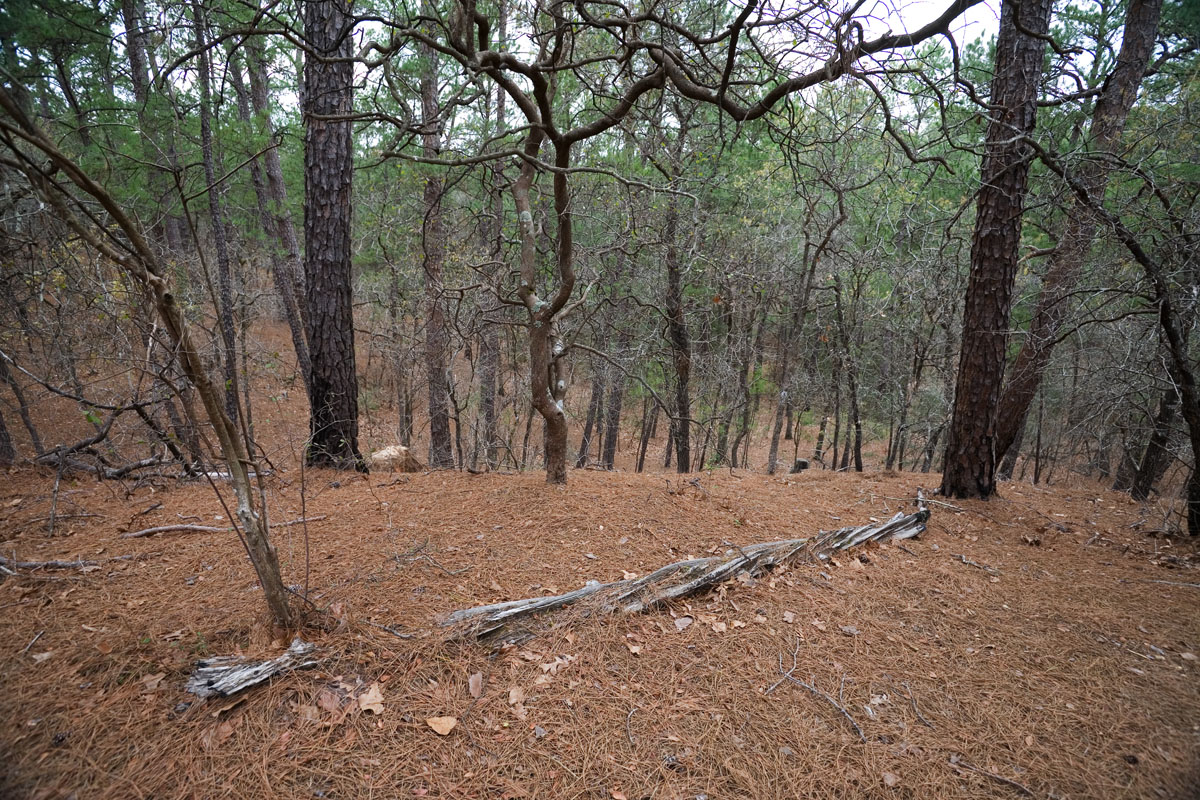 19 - Twisted Log