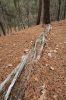 20 - Twisted Log by Alan Bryant