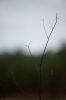 28 - Twig by Alan Bryant