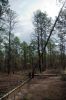 34 - Trees Down by Alan Bryant
