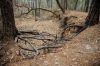 36 - Roots by Alan Bryant