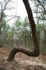 37 - Bent Tree by Alan Bryant