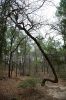 38 - Bent Tree by Alan Bryant
