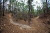 39 - Twisted Path by Alan Bryant
