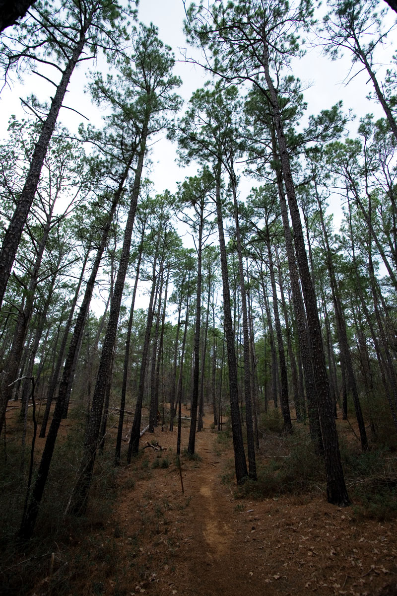 40 - Trees