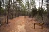 41 - Gotier Trace by Alan Bryant